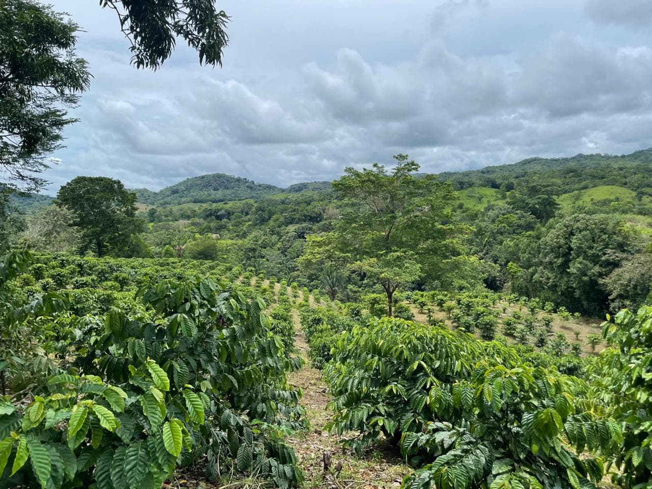Finca Bonifacio, Toabré