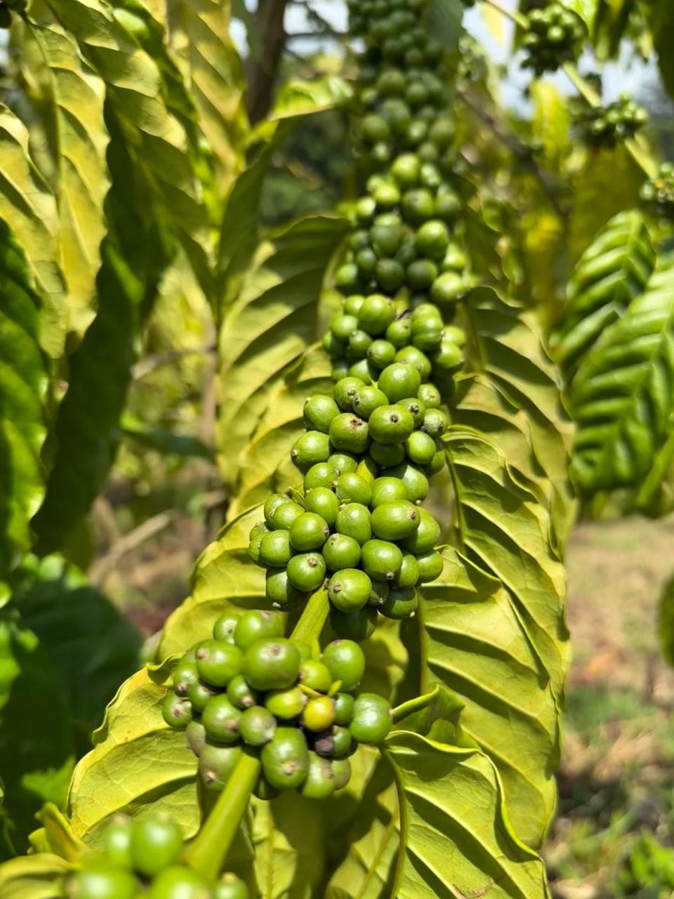 Finca Bonifacio