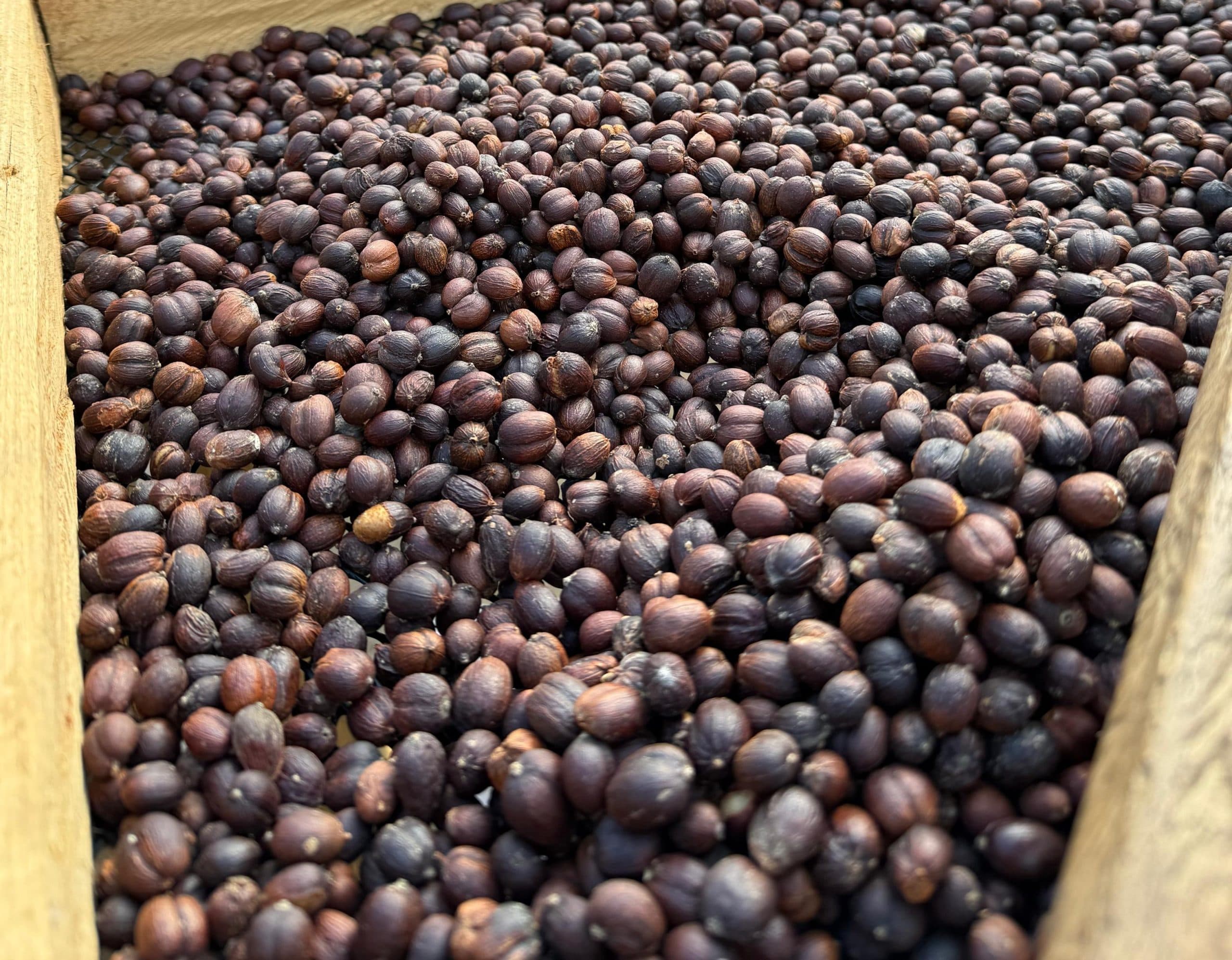 Granos de Robusta Fino