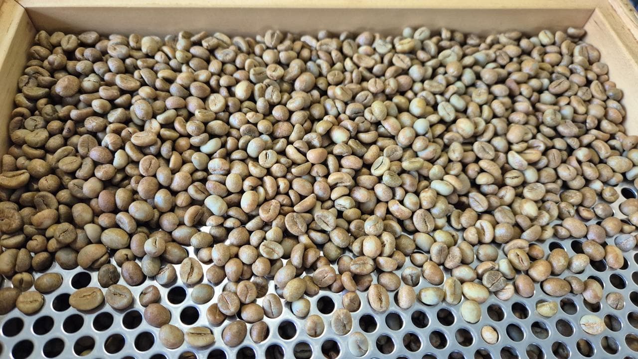 Granos de Robusta